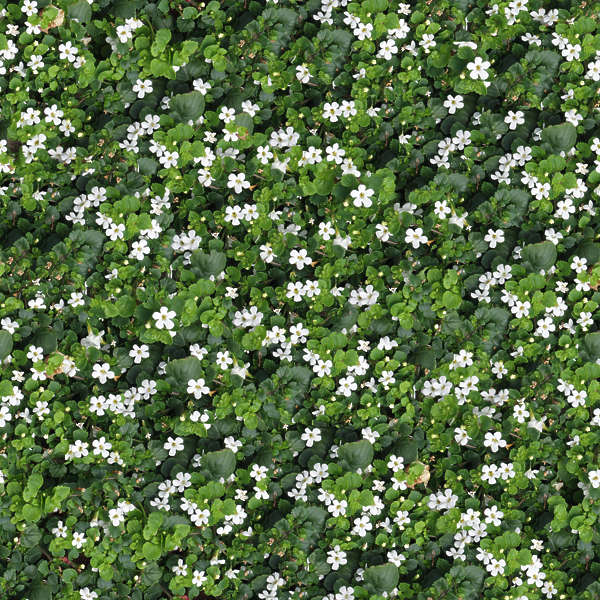 FlowerBeds0005 - Free Background Texture - flowers ground groundplants